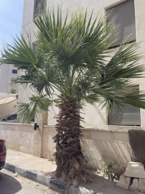 نخلة للبيع