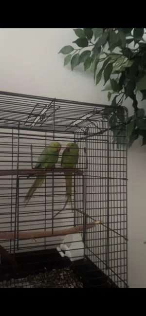 2 indian green ringneck parrots with cage