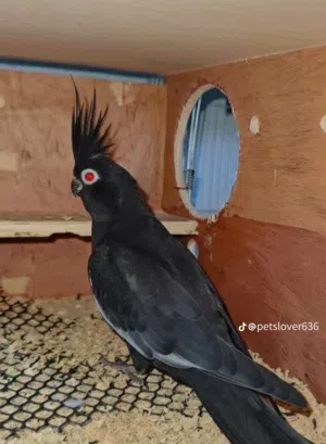 يا جماعه نبو حد يبدل قاب يبقى لينا تحت الفروخ بمقابل فرخين كوكتيل او بكاديلو مكان عين زار الكوبيا