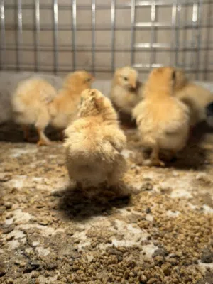 يتوفر صيصان وديكه جاهزه منتجه دجاج كوتشن العملاق بيور