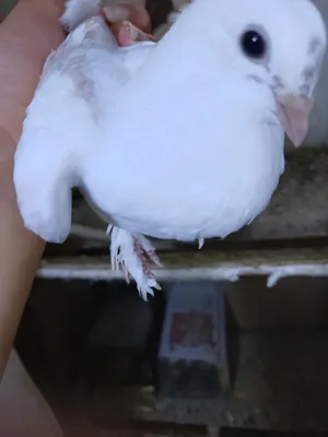 Pigeons1