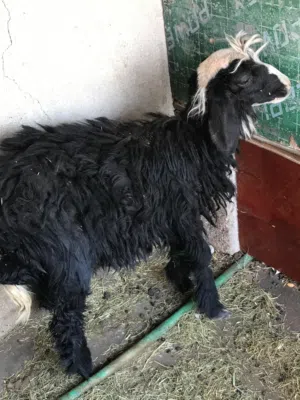 طلي نجدي السعر 250