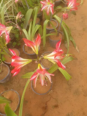 نباتات طبيعيه زينه التواصل واتساب