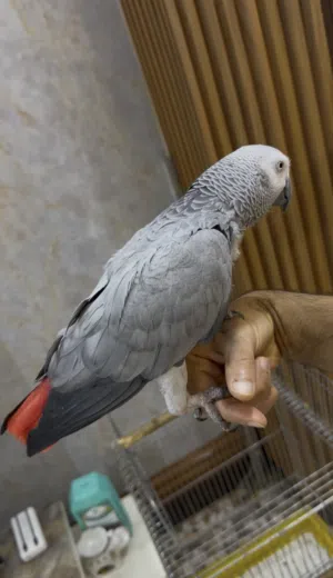كاسكو افريقي
