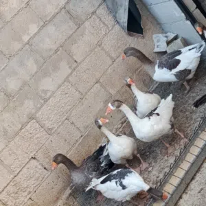 إوز للبيع.