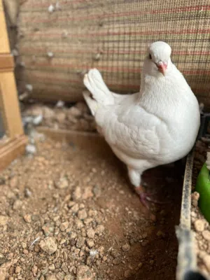 جوز كنق ابيض فطبول مع فرخهم