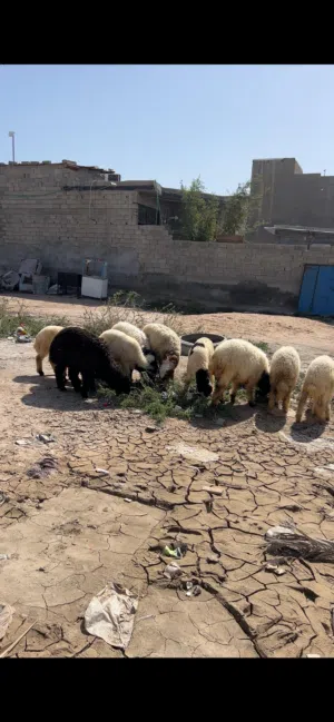 طليان للبيع اقرأ الوصف