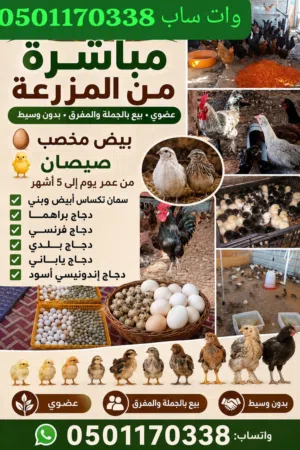 للبيع بجمله و مفرق