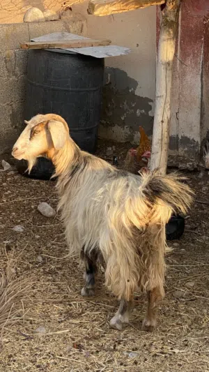 شاه سمينه لي يبا حال تربيه