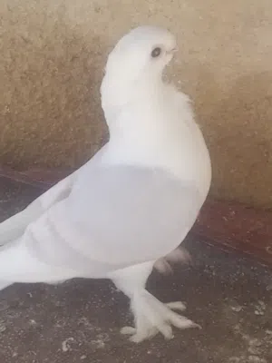 زوج مع افراخهن مراوس بعرايس