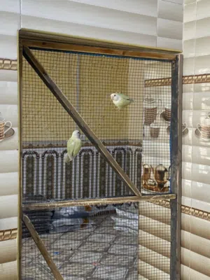 محميه غندورات البيع كلهن مضمونات وبزارات