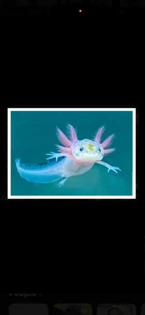 سمكه Axolotl العمر سنه (في بدايه البلوغ)