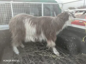 شاه من الجبل رغد وسمينه للربى او الذباح