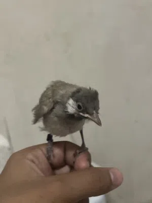 للبيع بلابل نهايه عس شرط الربوه و هدد و بسعر كاسر سعر السوق  الكميه محدوده  حياكم الله