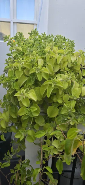 Outdoor plants  مجموعة نباتات خارجية