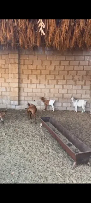 معيز كردي البيع المكان سبها