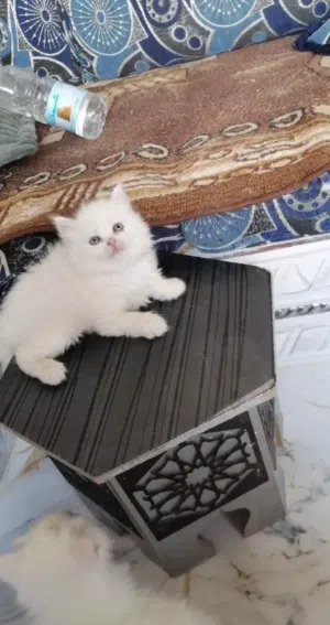 متوفر قطط شيرازي