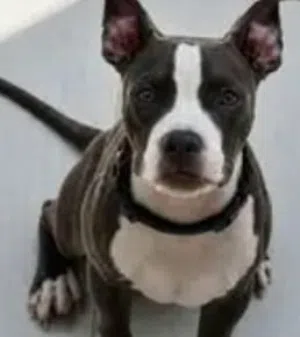 i have dog amircan bittpull i wont sell