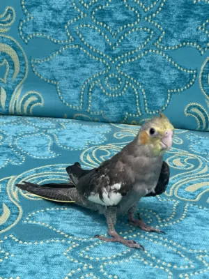 سلام عليكم كوكتيل