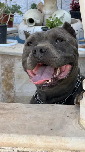 Pitbull dog