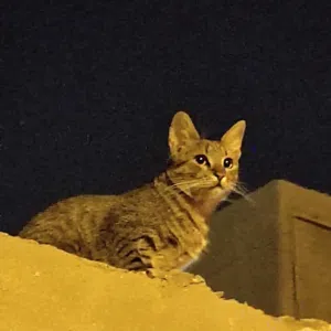 محمد احمد علي براهيم 