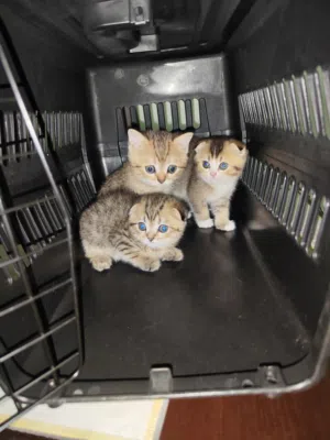 قطط ذكور وإناث العمر شهرين تابع للاخير وشووف الريلز والعروض السفاحة ع اعلى مستوى قطط