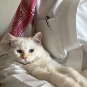 عزوز 