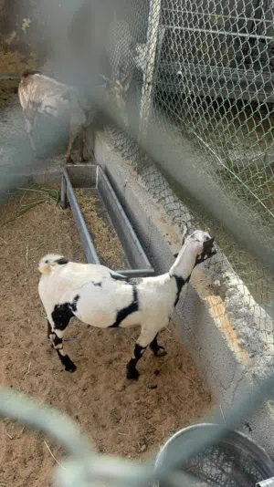 صخل ثلجي بالاسود