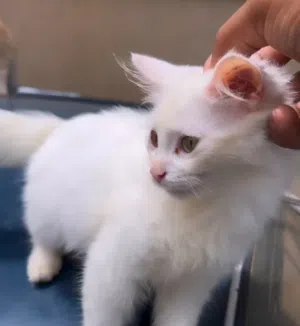 1 Year old 2 Persian White cat for sale