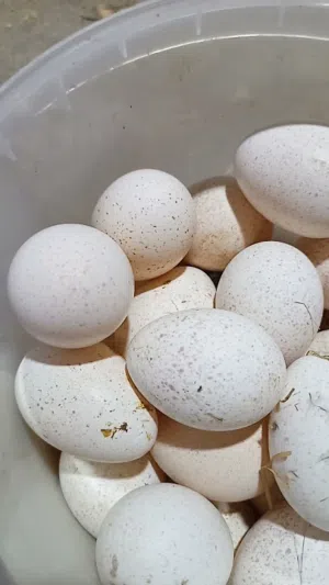 بيض حبش مكفول