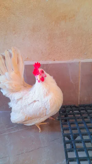 سلام عليكم متاح بفضل الله دجاجه كيني