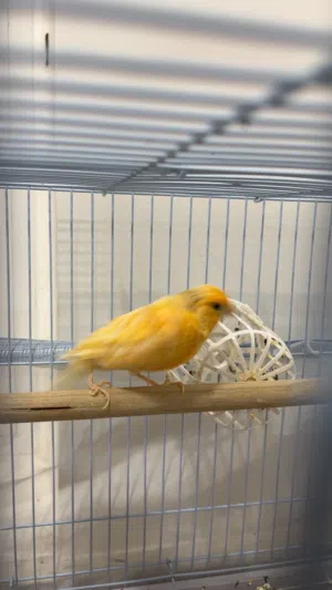 ذكر كناري مغرد 100٪