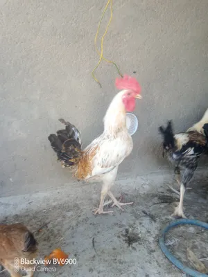 ديك عرب اصلي