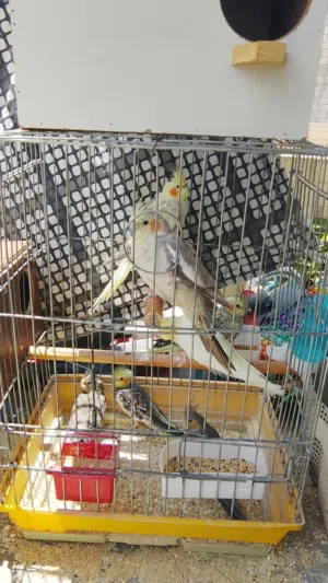 سبع حبات كوكتيل الكوم كله الحبه 17 دينار وإذا بالحبه الحبه 20 بدون قفص والله يبارك لصاحب النصيب في ا
