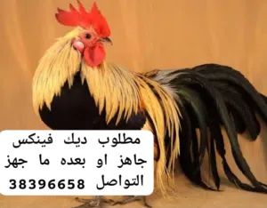 مطلوب ديك فينكس