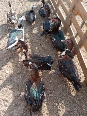للبيع بط مصري