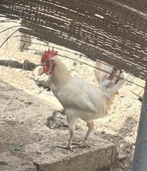 دياكه محليه
