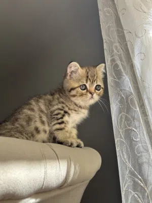سكوتش فولد ذكر اللون تابي