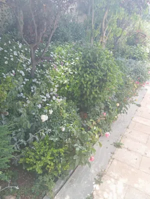 ابونمر 