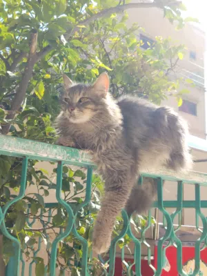 مطلوب قطة للتبني عمر لا يقل عن 4 شهور