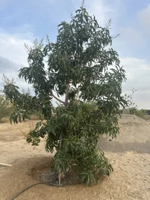 مزرعتين شبك للبيع او الايجار أو الأستثمار
