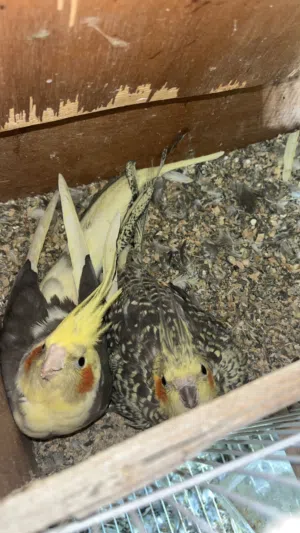 للبيع زوج كوكتيل منتج