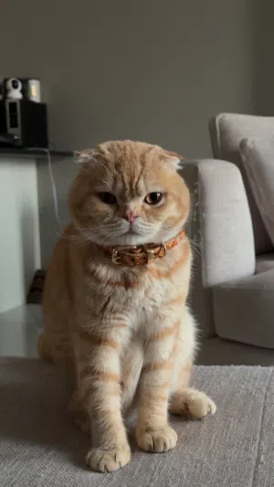 Scottish fold 2 years - very friendly and playful