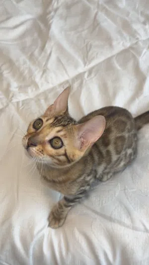 kittens bengal 2 month litter box trained