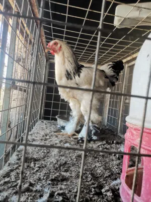 وز للبيع المفرق ثغره الجب