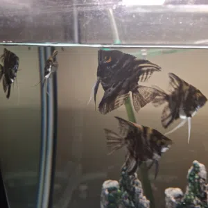 fishes for sale