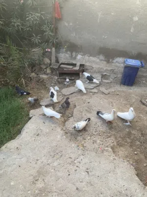 حمام دشش وزينه للبيع