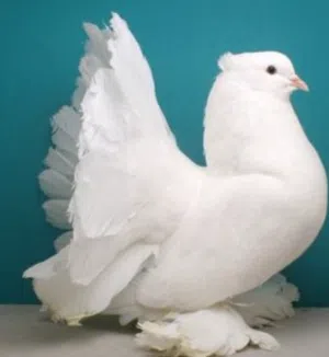 مطلوب فحل هزاز للبيع