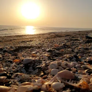 عبدالله القاسمي