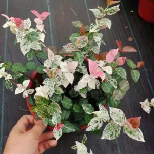 Rare indoor and outdoor plants for sale